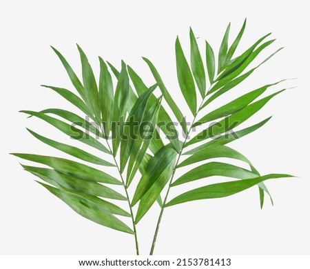 Tropical green leaves at white background. Floral nature with palm branches. Top view.