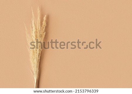 Dry pampas grass on brown background. Minimal stylish trend concept. Copy space. Nordic interior Flat lay. Trendy bouquet of natural dried reed on beige. Herbal pattern with neutral colors. Warm tone.