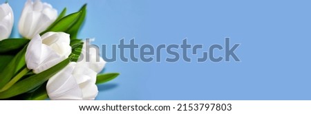 White tulips on a blue background with copy space. Floral banner with place for text.