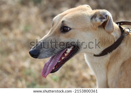 beautiful fast spanish greyhound dog energy hunting race