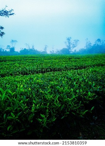 Green moody pic of tea leaves in Tea estate