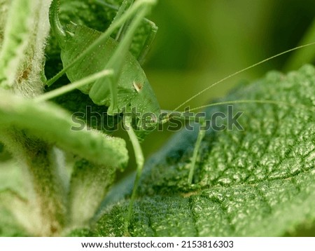 Long-legged green grasshopper on a plant. Genus Odontura.     