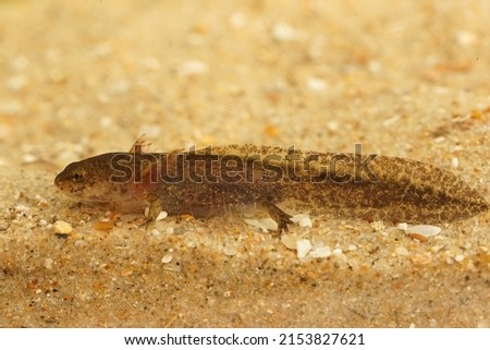 Closeup on the larvae of the Cheju salamander, Hynobius quelpaertensis underwater