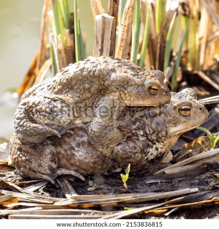 Toad male and female sitting piggyback at the sea.
Two common toads sitting and ready for spawn.
Animal species with a big appearance in Europe.
Binomial name is Bufo Bufo. Royalty-Free Stock Photo #2153836815