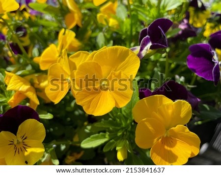 Vibrant yellow Viola Cornuta pansies flowers close up, floral wallpaper background with blooming yellow heartsease pansy flowers