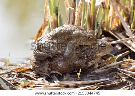 Toad male and female sitting piggyback at the sea.
Two common toads sitting and ready for spawn.
Animal species with a big appearance in Europe.
Binomial name is Bufo Bufo. Royalty-Free Stock Photo #2153844745