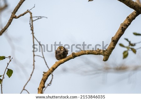A jungle owlet in the Chitwan National Park looking into the sky.