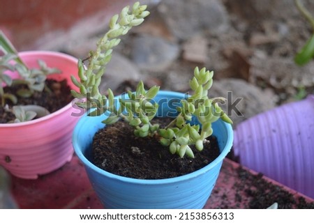 ornamental plant Cactus grape or Sedum morganianum in a small blue pot, grape cactus including vascular plants and can produce seeds Royalty-Free Stock Photo #2153856313