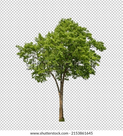 Tree on transparent picture background with clipping path, single tree with clipping path and alpha channel Royalty-Free Stock Photo #2153861645