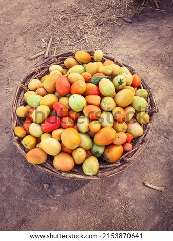 Capture of stall of riped tomatoes. Ripen tomatoes isolated on stall in Farm. Tomatoes stall in vegetables farm.  Red tomato stall. With selective focus on the subject. Royalty-Free Stock Photo #2153870641