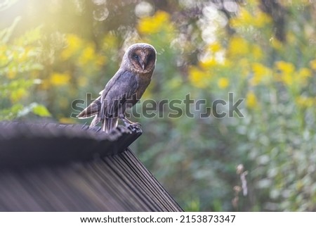Portrait of cute barn owl (dark)  sitting on a wooden roof looking at the camera.
