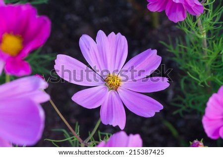 Flower in the garden, violet nature flower
