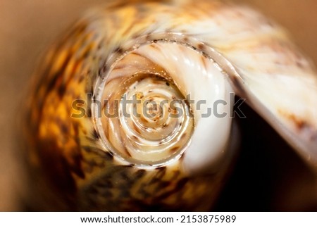 Macro Picture of Seashell on Water