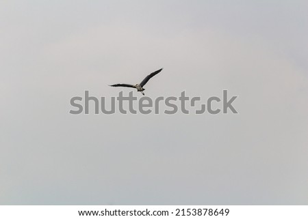 Grey heron, Ardea cinerea bird flying on overcast sky. Wildlife animal background