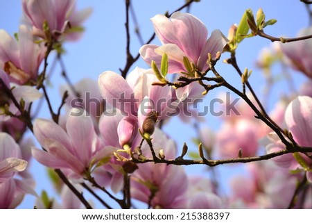 flowers of pink magnolia