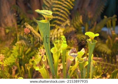 Pitcher plant, Trumpet Pitcher, Sarracenia, carnivorous plant Royalty-Free Stock Photo #2153897935