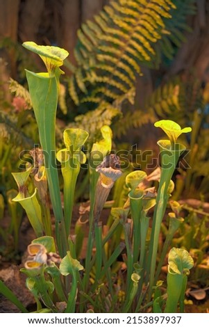 Pitcher plant, Trumpet Pitcher, Sarracenia, carnivorous plant Royalty-Free Stock Photo #2153897937
