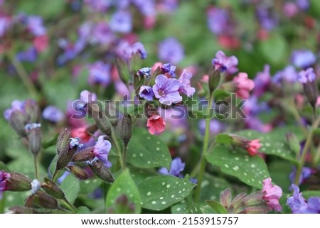 Blossom of bright Pulmonaria in spring. Lungwort. Flowers of different shades of violet in one inflorescence. Honey plant. The first spring flower. Pulmonaria officinalis from the Boraginaceae family. Royalty-Free Stock Photo #2153915757