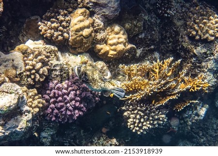 Masked puffer fish. Red Sea, Egypt.              Royalty-Free Stock Photo #2153918939