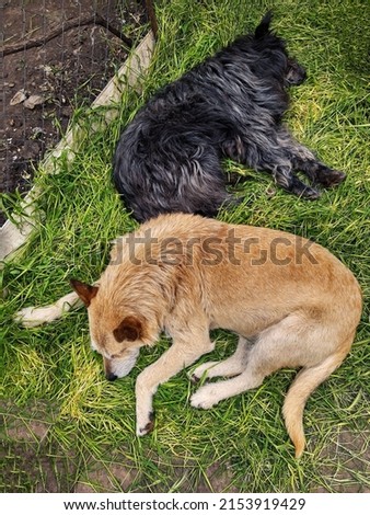Black and red dogs lie on mowed green grass.
