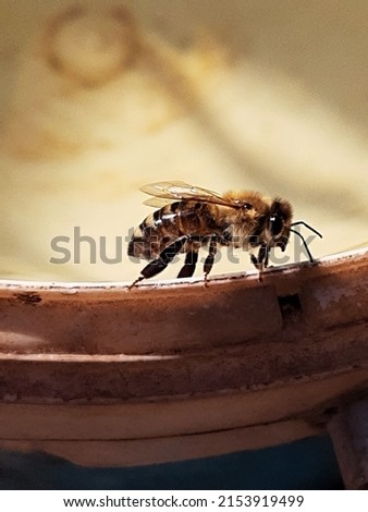 Bee on the edge of a saucer with water close-up.