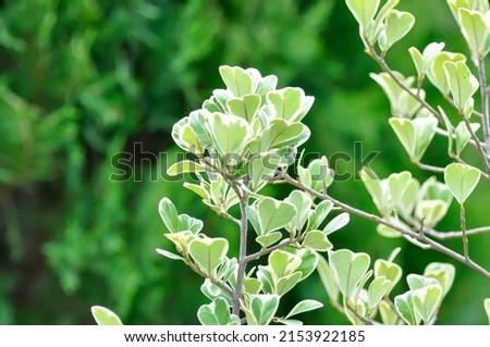 Mistletoe Fig, Mistletoe Rubber Plant or Ficus deltoidea plant