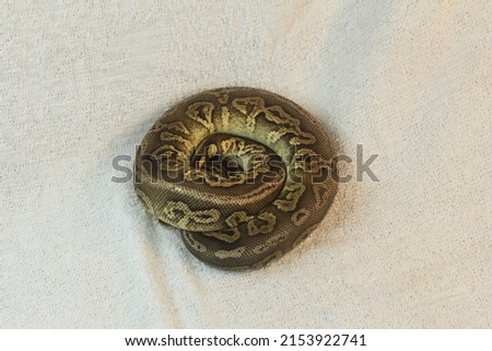 Ball python snake aka Python regius aka Royal python has a unique color. The most famous exotic pet snake poses for the camera on a white background with a towel texture.