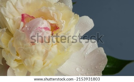 Water rain drops on peony flowers spring bloom, floral blossom of paeony. Springtime moist botanical flora. Pastel color paeonia inflorescence. Bouquet. Dew or raindrops on spring wet petals. Droplets