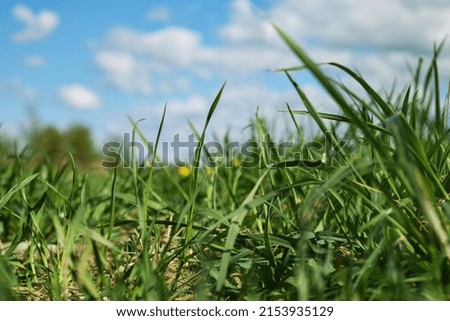 Spring grass in sunlight and blue sky on the background. Summer nature. Realistic picture, natural colors.