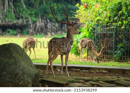 A collection of spotted deer or Chital (Axis axis), Spotted deer, Chital deer, or Axis deer, which are in the Bogor Botanical Gardens and Bogor Presidential Palace Royalty-Free Stock Photo #2153938299