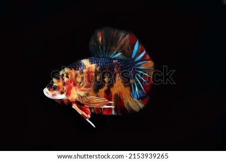 Multicolor betta fish on black
