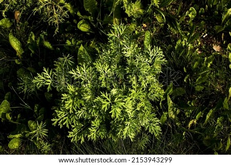 Closeup of fresh growing sweet wormwood Artemisia Annua, sweet annie, annual mugwort grasses in the wild field, Artemisinin medicinal plant, natural green grass leaves texture wallpaper background Royalty-Free Stock Photo #2153943299