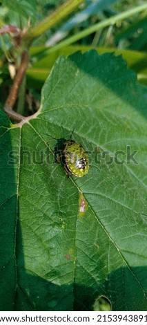 Una cimice appoggiata su una foglia. 
A bedbug resting on a leaf.