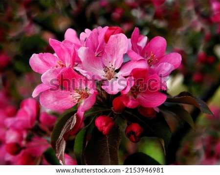 pink flowers of malus purpurea - crab apple tree at spring Royalty-Free Stock Photo #2153946981