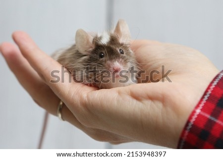 Little pet: mouse on arm. Long haired decorative little mouse. Home animal, fun pet. Cute mice. Bicolor splashed mouse on white background. Decorative satin mouse. Photo of mice, pet. Animal and hand Royalty-Free Stock Photo #2153948397