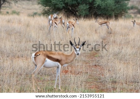 A Springbok (Antidorcas marsupialis) in Kalahari desert in Namibia