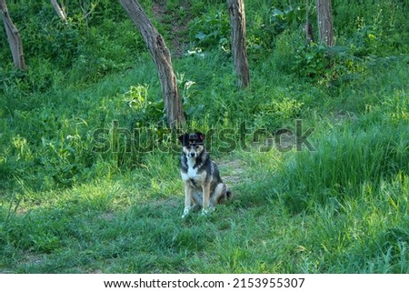 Dog in green grass posing for the camera