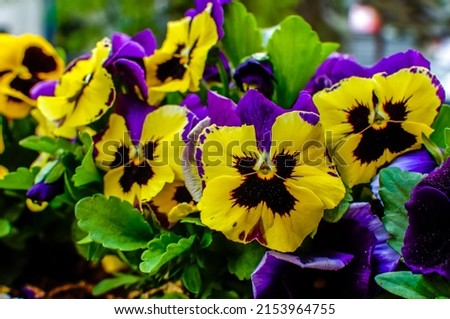 Viola wittrockiana Gams, flowers with colourful petals,colorful pansies, large colour palette, petals purple, yellow, orange, red, pink, red, photographed at close range