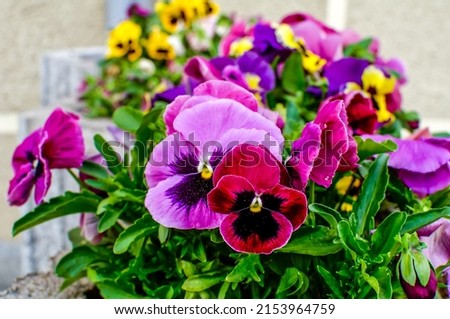 Viola wittrockiana Gams, flowers with colourful petals,colorful pansies, large colour palette, petals purple, yellow, orange, red, pink, red, photographed at close range Royalty-Free Stock Photo #2153964759