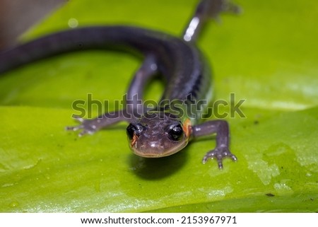 Salamander in Great Smoky Mountains National Park