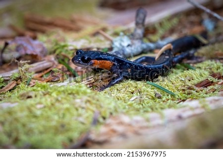 Salamander in Great Smoky Mountains National Park