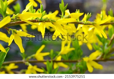Blooming Forsythia intermedia in spring season close up.Yellow beautiful bright flowers in the garden.Popular ornamental shrub from olive family Oleaceae.