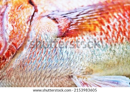Red sea bream pectoral fin and abdomen up Royalty-Free Stock Photo #2153983605