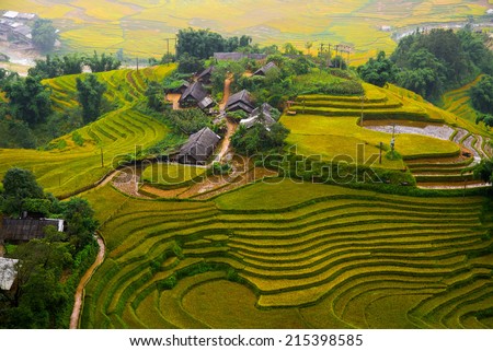 Terraced rice field in rice season in Sapa, Vietnam Royalty-Free Stock Photo #215398585