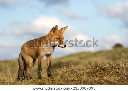 Young Red Fox Standing in A Nature Background in A National Park