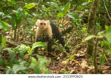 A whitefaced Capuchin Monkey, i take this pictures in Limón of Costa Rica.