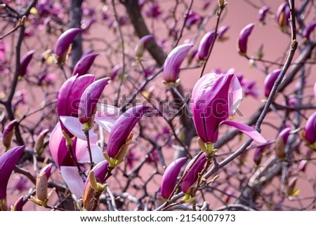 Close up image of and bright magenta pink magnolia flower blossoming photo in close up. Big flowers, tulip shaped, magnolia flower bud, background, wallpaper, copy space for text 