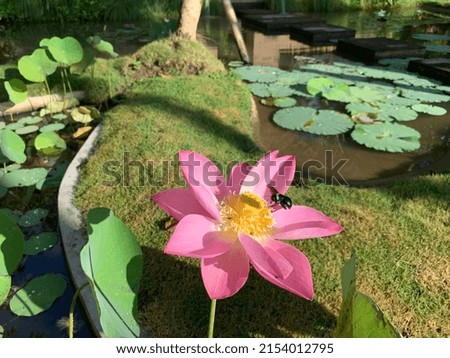 Nymphaea or Water Lily is a genus of aquatic plants in the family Nymphaeaceae.