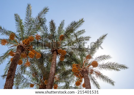 Close to the date palm "Phoenix dactylifera" in Morocco Royalty-Free Stock Photo #215401531