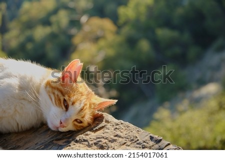 kitten lying in the sun at the gibralfaro viewpoint in the city of malaga.